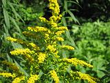 Golden Rod 